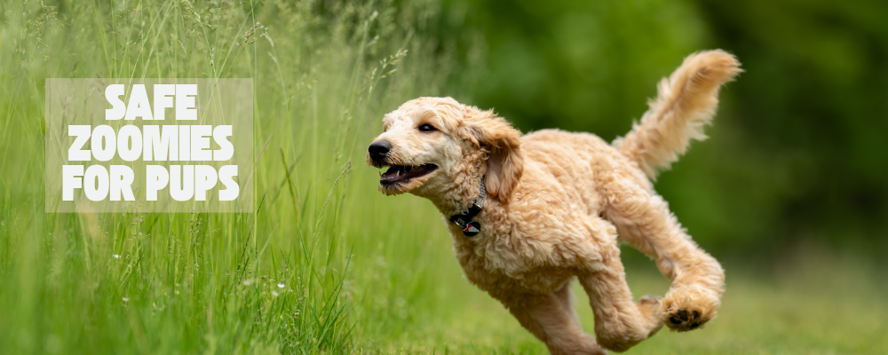 Safe Zoomies: Protecting Active Pups and Cats During Indoor Playtime