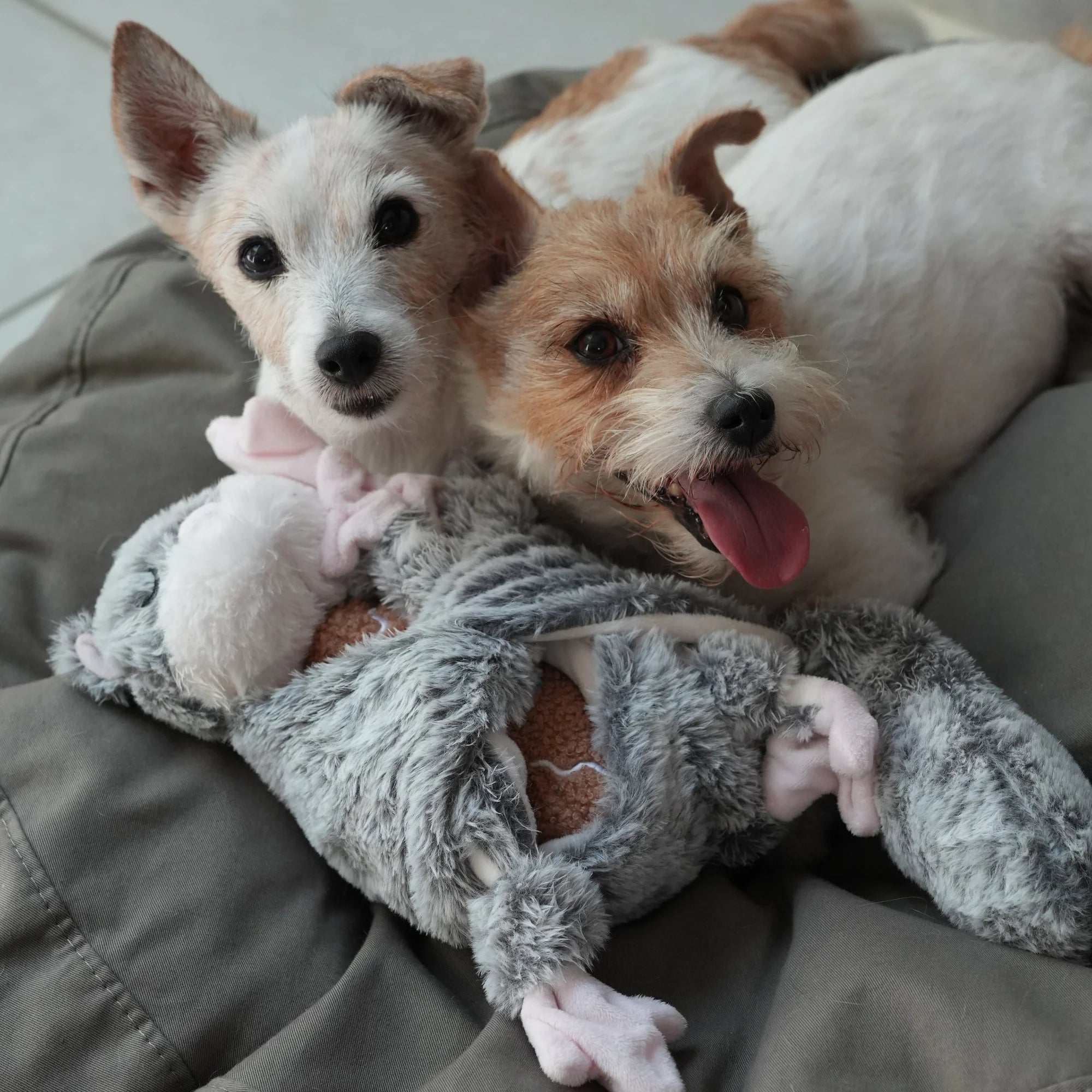 Lunoji Hugaboo™ (Launch Special: Complimentary Gingerboo)